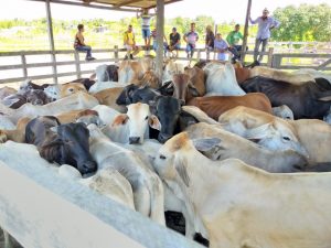 Leia mais sobre o artigo Programa de melhoramento genético do rebanho bovino é lançado em Manaquiri
