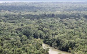 Leia mais sobre o artigo Aumento do desmate da Amazônia Legal preocupa governadores