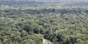 Aumento do desmate da Amazônia Legal preocupa governadores