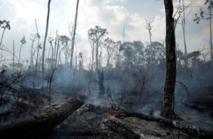 Read more about the article Desmatamento na Amazônia bate recorde e cresce 29,5% em 12 meses