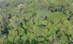 Read more about the article Governo federal inclui concessão de três florestas do Amazonas no PPI
