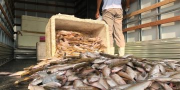 Governo do Amazonas comprará toneladas de peixes para realizar doações no estado