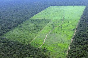 Leia mais sobre o artigo MPF pede ao Governo do Amazonas para não permitir atividades econômicas em áreas com histórico de desmatamento