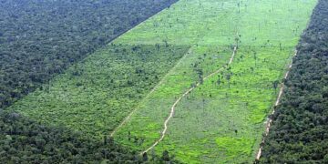 MPF pede ao Governo do Amazonas para não permitir atividades econômicas em áreas com histórico de desmatamento
