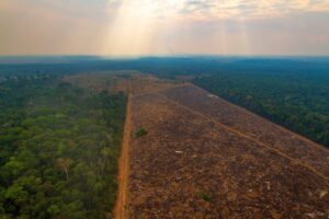 Desmatamento no Amazonas sobe 61%