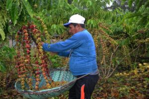 Read more about the article Embrapa investe na cafeicultura clonal no Amazonas