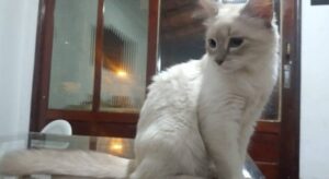 Read more about the article Brasil registra primeiro caso confirmado de covid-19 em gato
