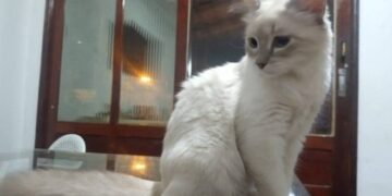 Brasil registra primeiro caso confirmado de covid-19 em gato