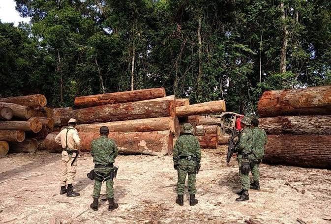 Você está visualizando atualmente Exploração de floresta no Amazonas é suspensa pelo Ipaam