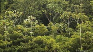 Leia mais sobre o artigo Governo quer destinar mais R$ 20 milhões para o Programa Bolsa Floresta