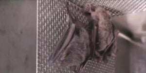 Leia mais sobre o artigo Vídeo: imagens no laboratório de Wuhan que mostra morcegos vivos aumenta debate sobre origem da Covid-19