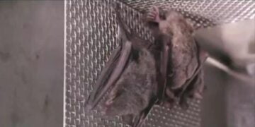 Vídeo: imagens no laboratório de Wuhan que mostra morcegos vivos aumenta debate sobre origem da Covid-19