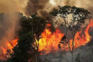 Leia mais sobre o artigo Governo cria plano integrado para combater incêndios florestais