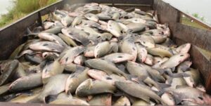Leia mais sobre o artigo Nota técnica conjunta reforça que não há restrição ao consumo de pescado oriundo da piscicultura