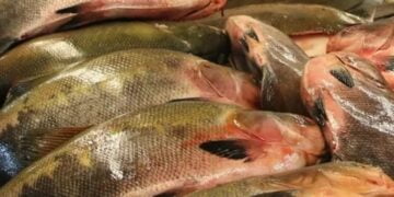 FVS-RCP emite comunicado suspendendo por 15 dias o consumo de pescado oriundos de lagos e rios em Itacoatiara