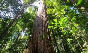 Leia mais sobre o artigo Com 500 anos, segunda maior árvore da Amazônia está ameaçada por garimpos ilegais