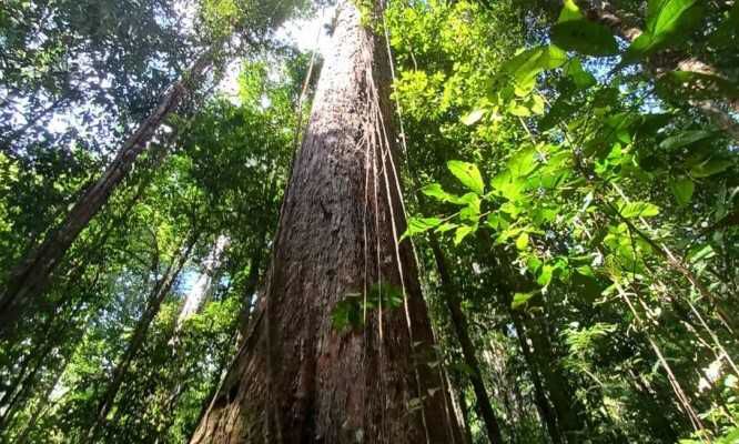 Com 500 anos, segunda maior árvore da Amazônia está ameaçada por garimpos ilegais