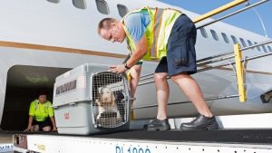 Leia mais sobre o artigo Mais dignidade no transporte aéreo de animais domésticos é Projeto de Lei do Capitão Alberto Neto