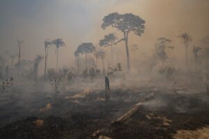 Leia mais sobre o artigo Desmatamento na Amazônia em agosto é o 2º maior desde 2019