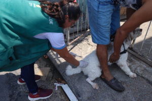 Leia mais sobre o artigo Prefeitura de Manaus segue com campanha de vacinação antirrábica animal