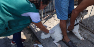 Prefeitura de Manaus segue com campanha de vacinação antirrábica animal