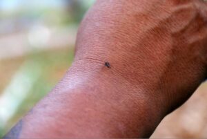Leia mais sobre o artigo Casos de dengue tem aumento de 70% no AM e país vê risco de pandemia do ‘sorotipo 3’